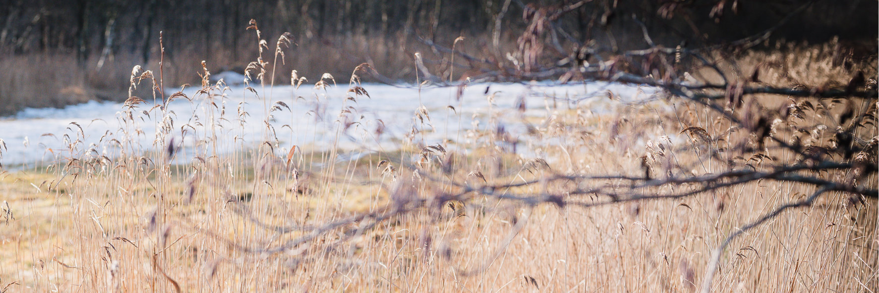 Natuur in noord Nederland in de winter